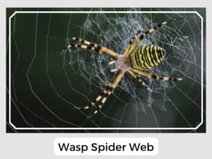 waspweb|Wasp Spider Facts and Identification .